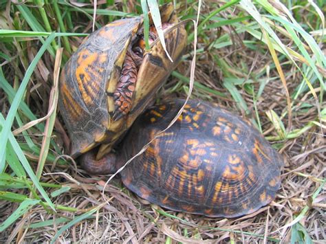 eastern box turtle reproduction